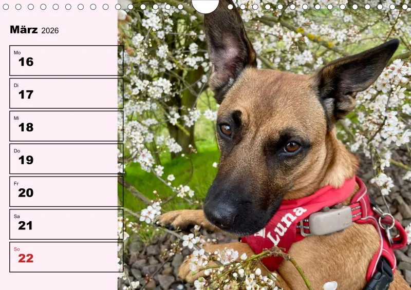 Hunde-Wochenkalender 2026 A4