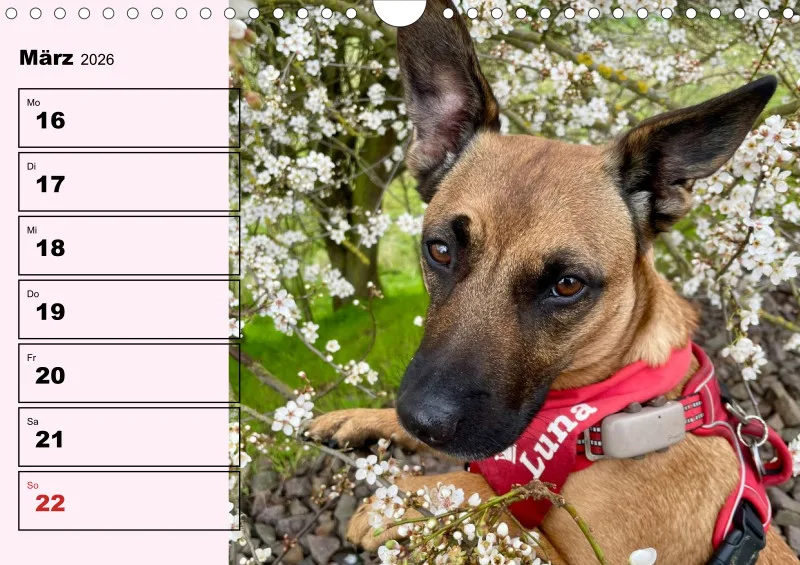 Hunde-Wochenkalender 2026 A4