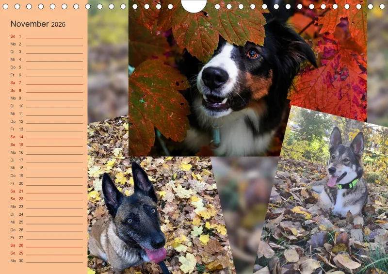 Hundekalender 2026 - DIN A4