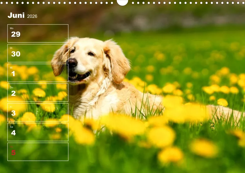 Hunde-Wochenkalender 2026 A3