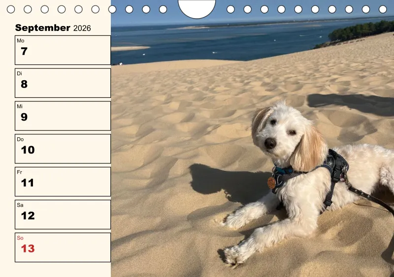Hunde-Wochenkalender 2026 A5