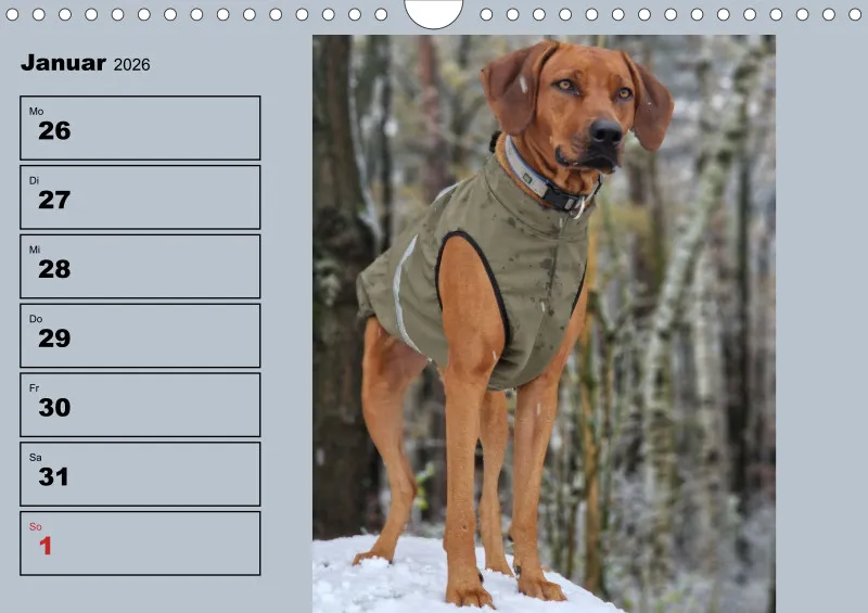 Hunde-Wochenkalender 2026 A4
