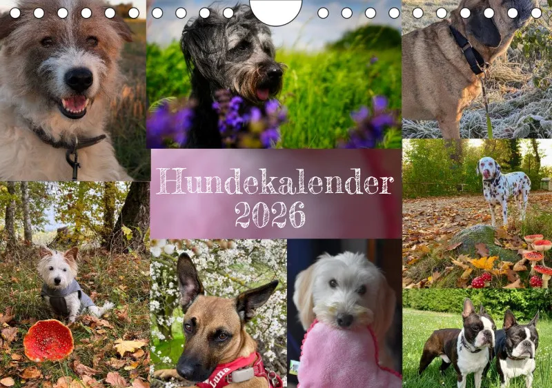 Hunde-Wochenkalender 2026 A5
