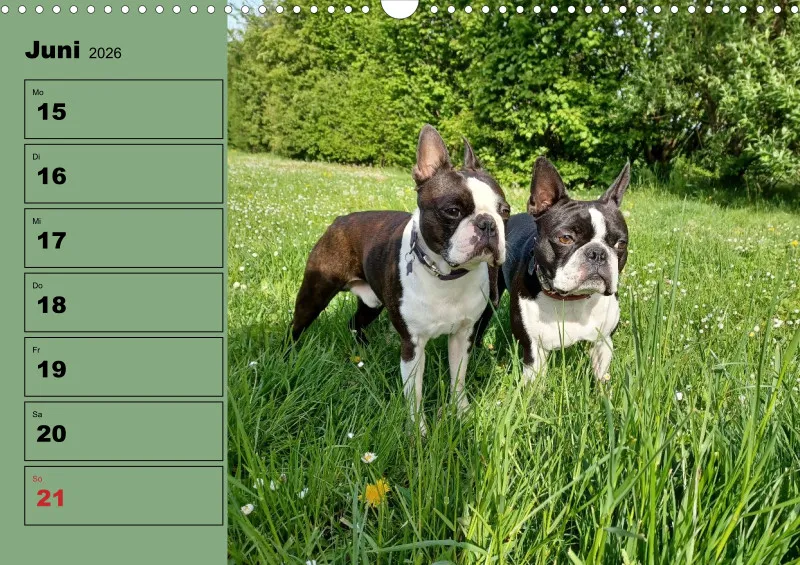 Hunde-Wochenkalender 2026 A3