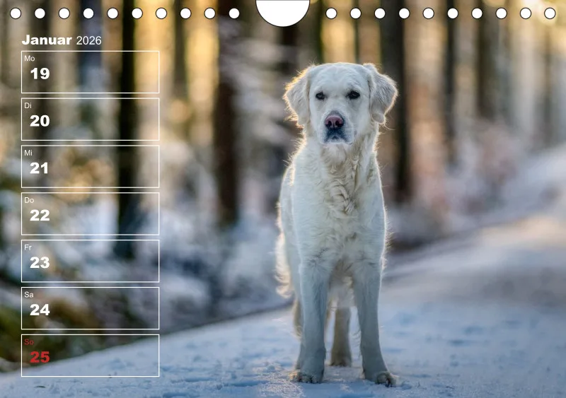Hunde-Wochenkalender 2026 A5