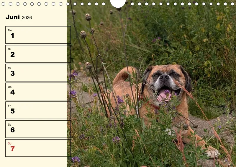 Hunde-Wochenkalender 2026 A4