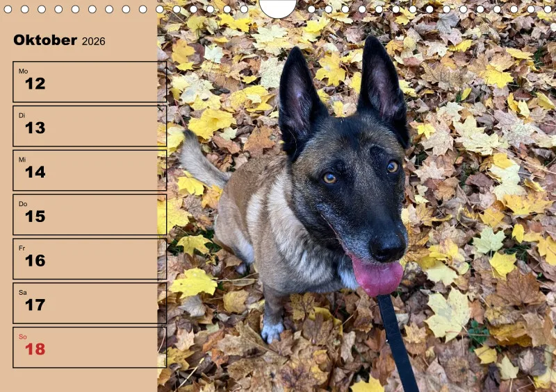 Hunde-Wochenkalender 2026 A4