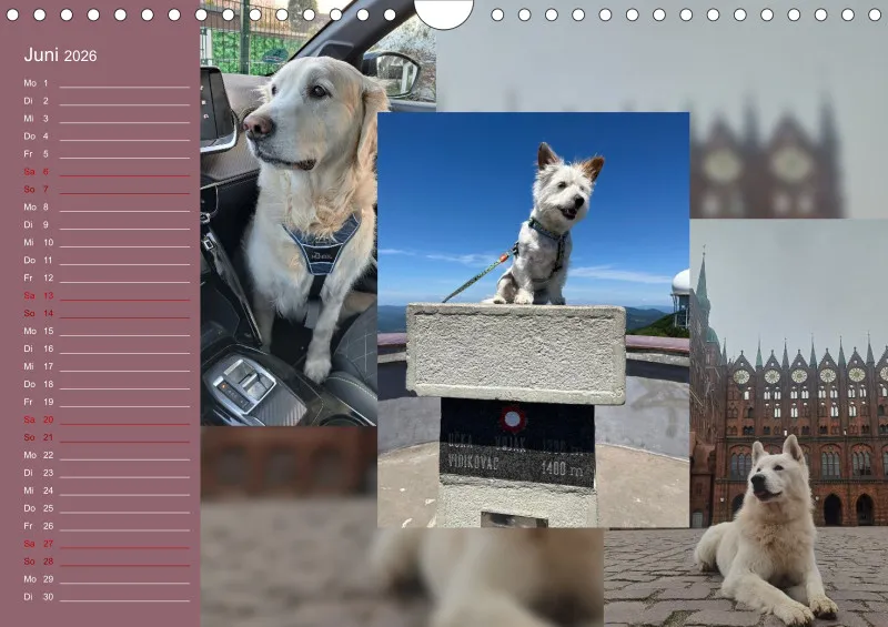Hundekalender 2026 - DIN A4