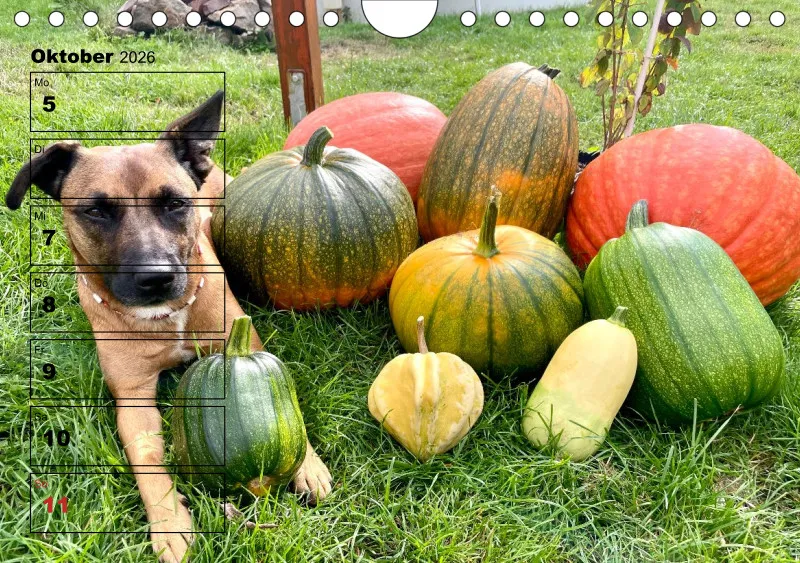 Hunde-Wochenkalender 2026 A5