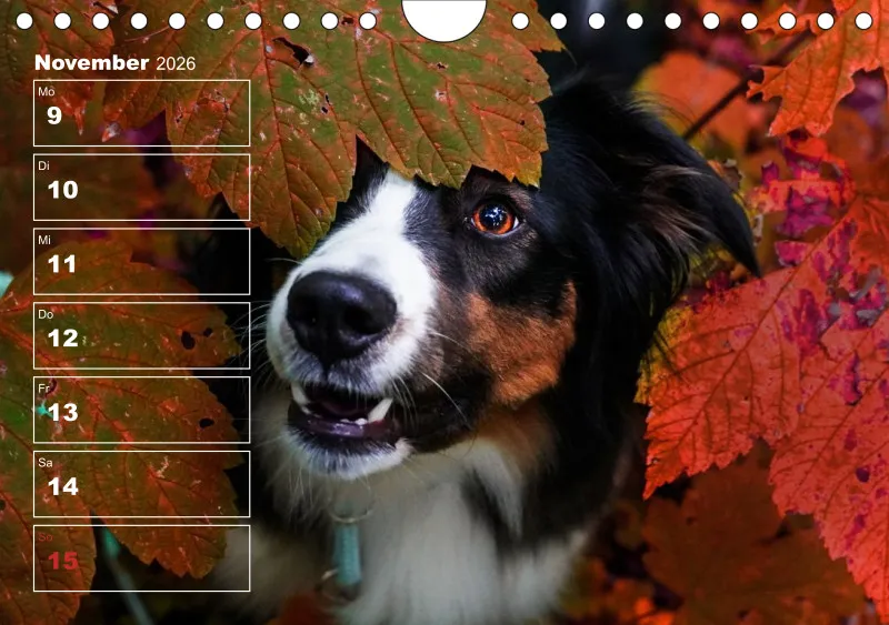 Hunde-Wochenkalender 2026 A5
