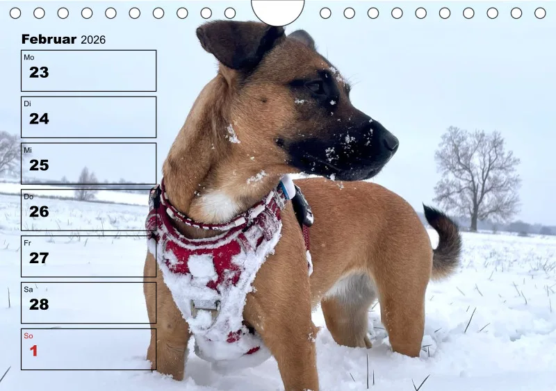 Hunde-Wochenkalender 2026 A5