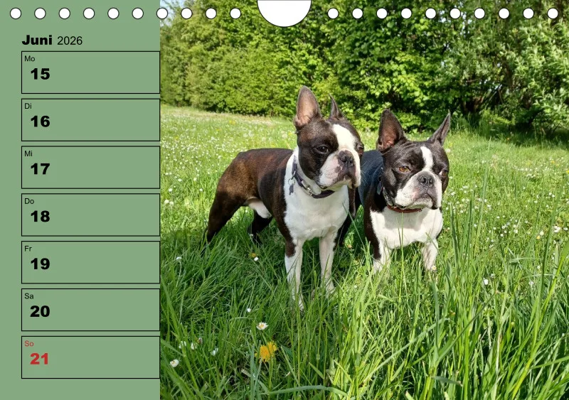 Hunde-Wochenkalender 2026 A5