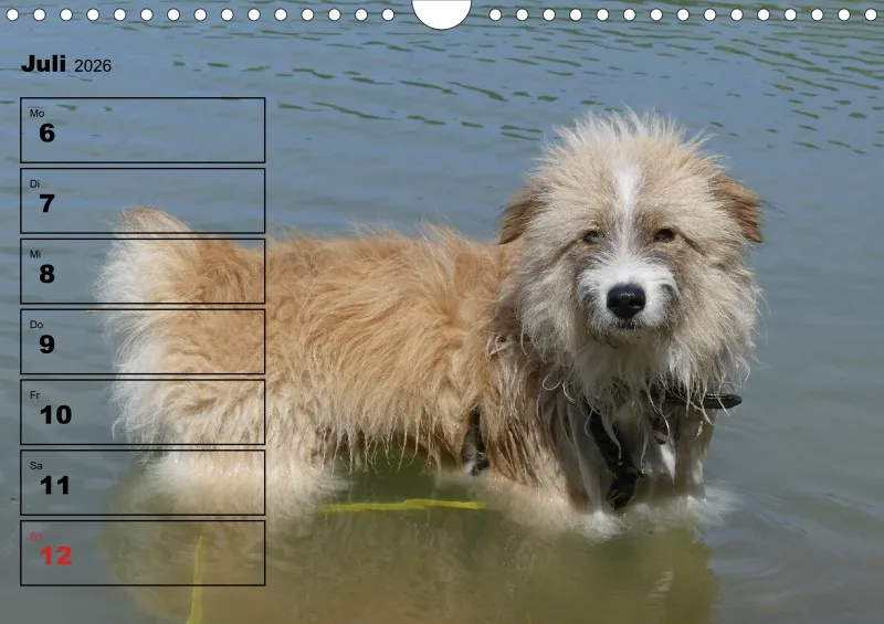 Hunde-Wochenkalender 2026 A4