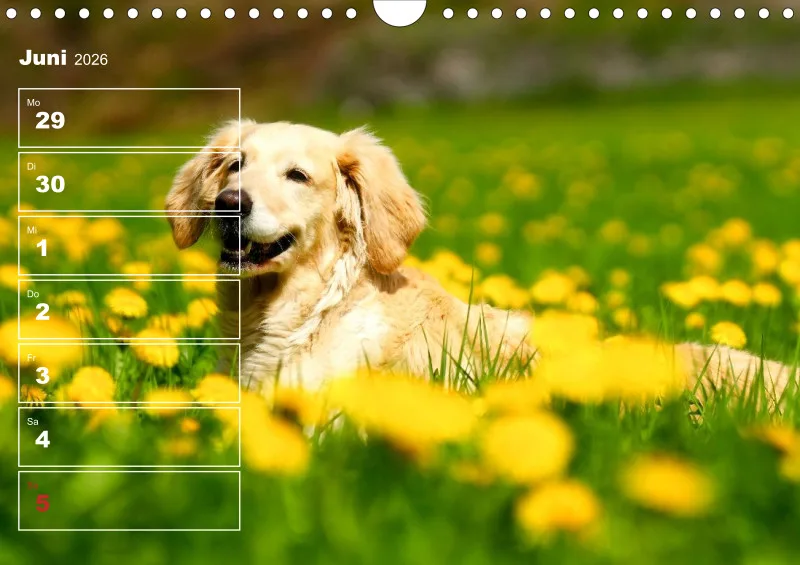 Hunde-Wochenkalender 2026 A4