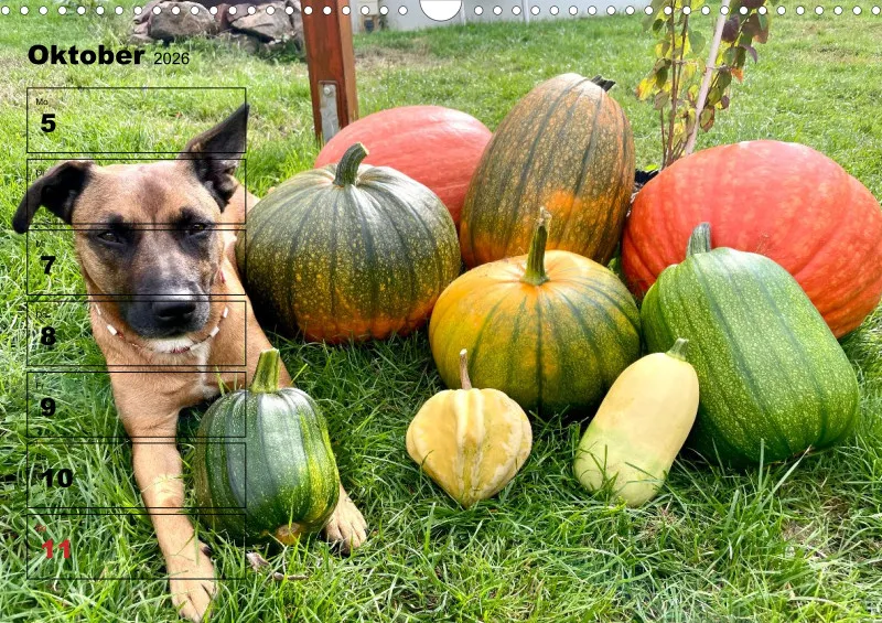 Hunde-Wochenkalender 2026 A3