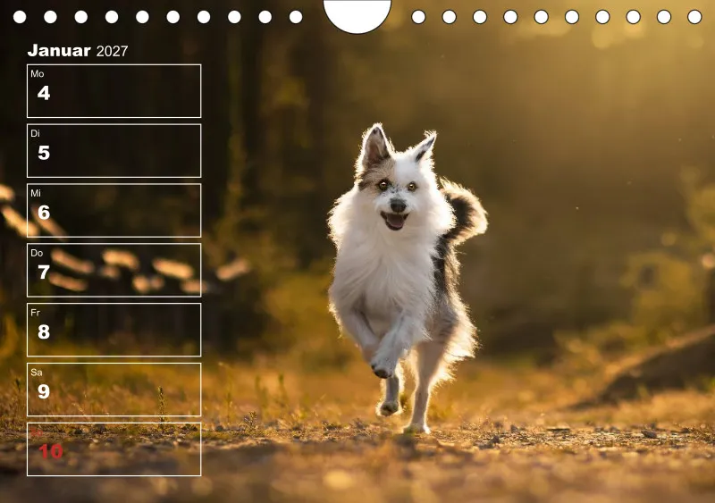 Hunde-Wochenkalender 2026 A5