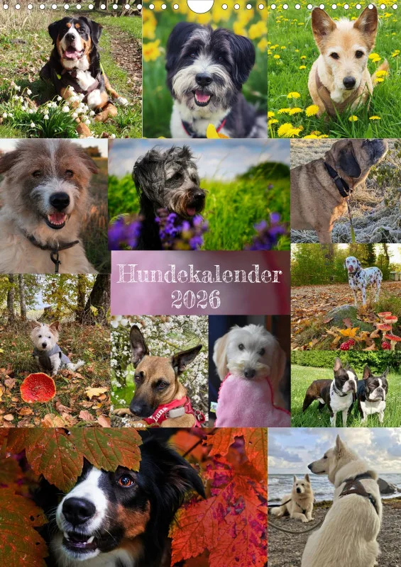Hundekalender Familienplaner 2026