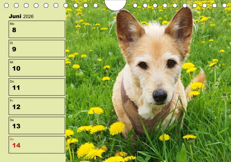 Hunde-Wochenkalender 2026 A5