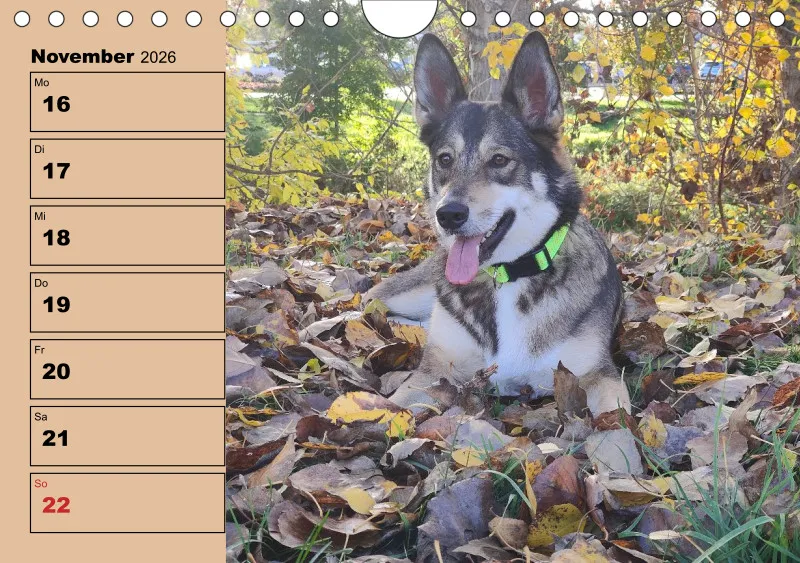 Hunde-Wochenkalender 2026 A5