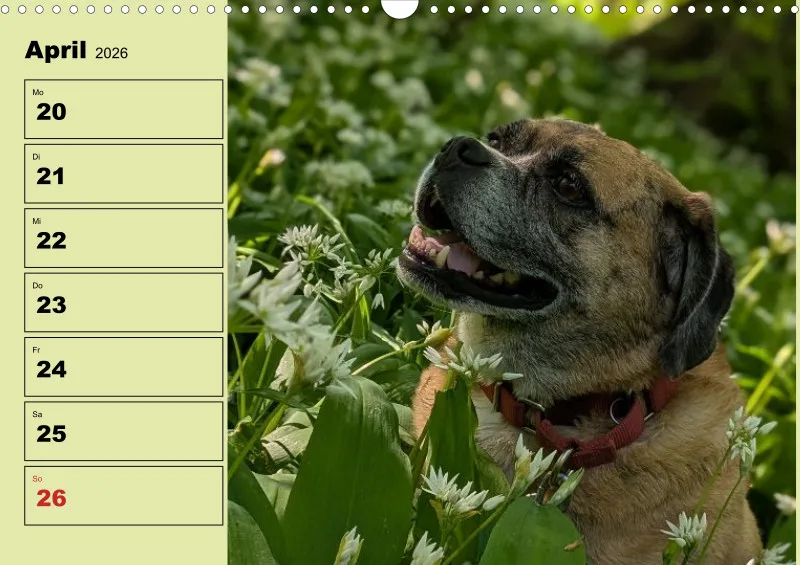 Hunde-Wochenkalender 2026 A3