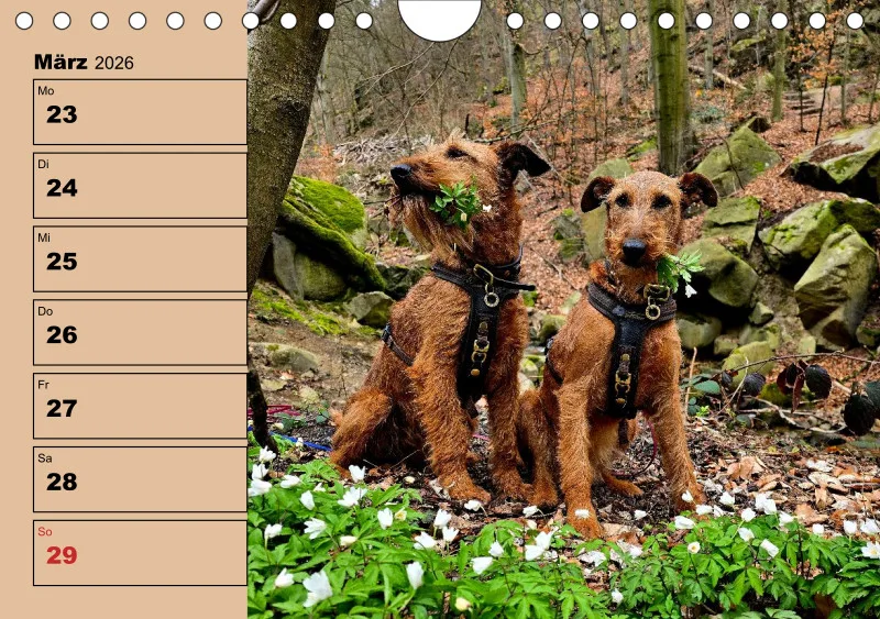 Hunde-Wochenkalender 2026 A5