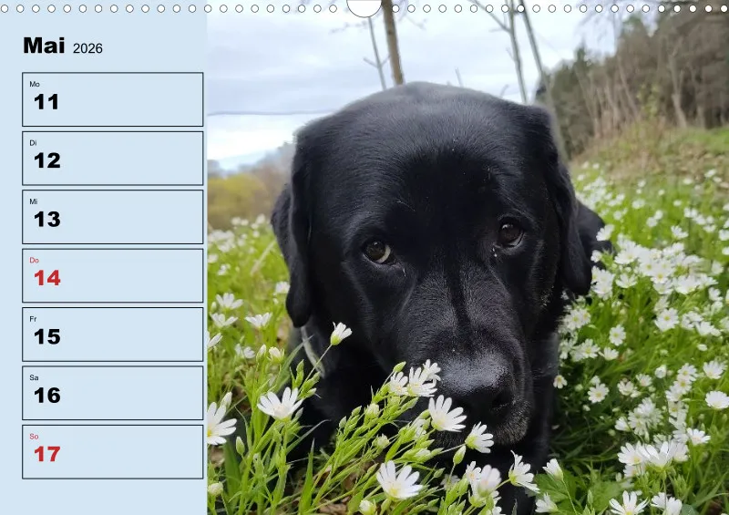 Hunde-Wochenkalender 2026 A3