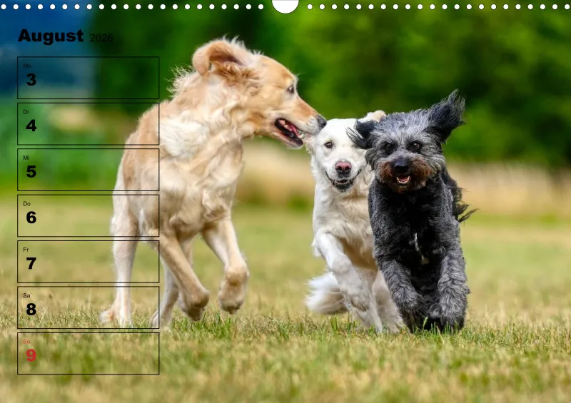 Hunde-Wochenkalender 2026 A3