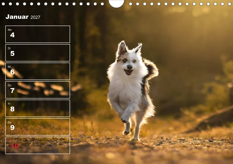 Hunde-Wochenkalender 2026 A4