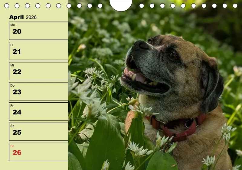 Hunde-Wochenkalender 2026 A5