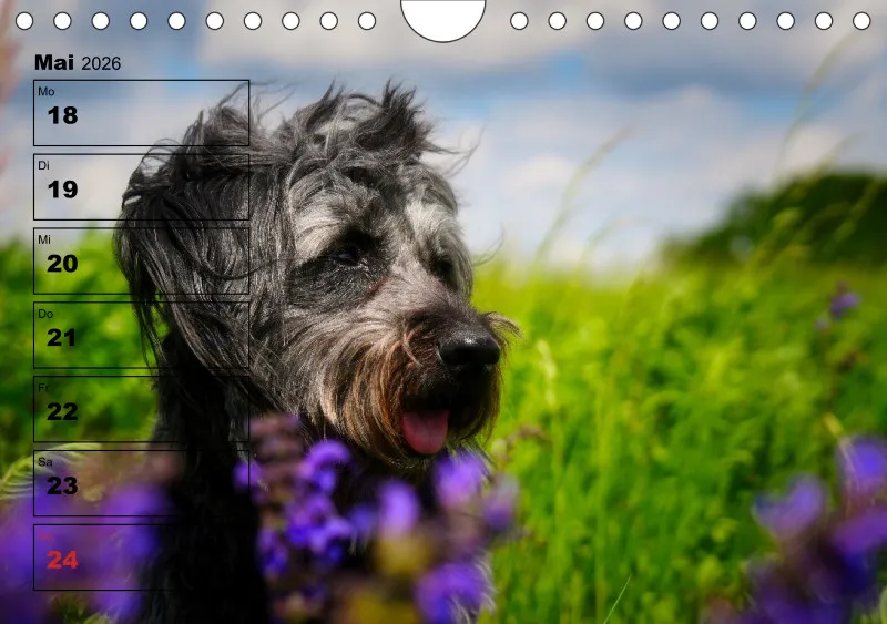 Hunde-Wochenkalender 2026 A5