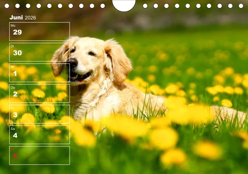 Hunde-Wochenkalender 2026 A5