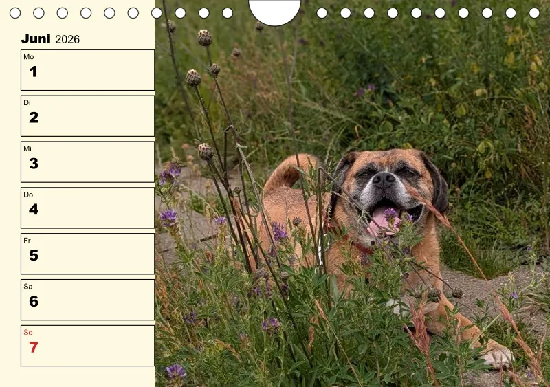 Hunde-Wochenkalender 2026 A5