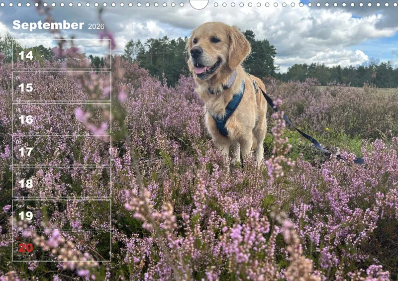 Hunde-Wochenkalender 2026 A3