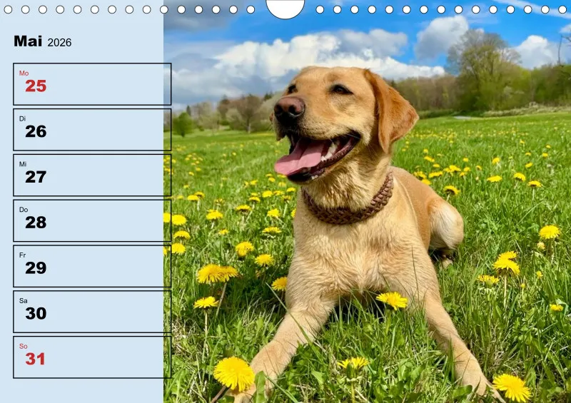 Hunde-Wochenkalender 2026 A4