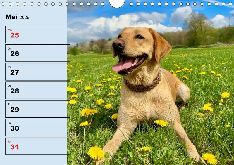 Hunde-Wochenkalender 2026 A4