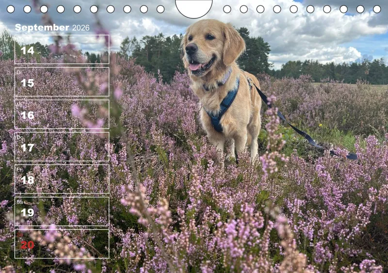 Hunde-Wochenkalender 2026 A5