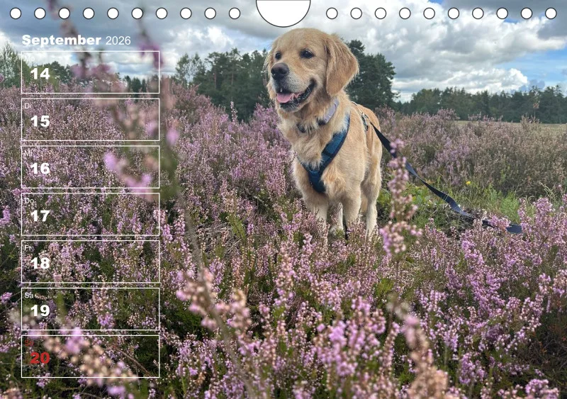Hunde-Wochenkalender 2026 A5