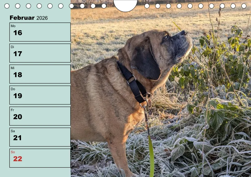 Hunde-Wochenkalender 2026 A5