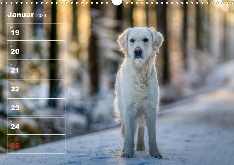 Hunde-Wochenkalender 2026 A3