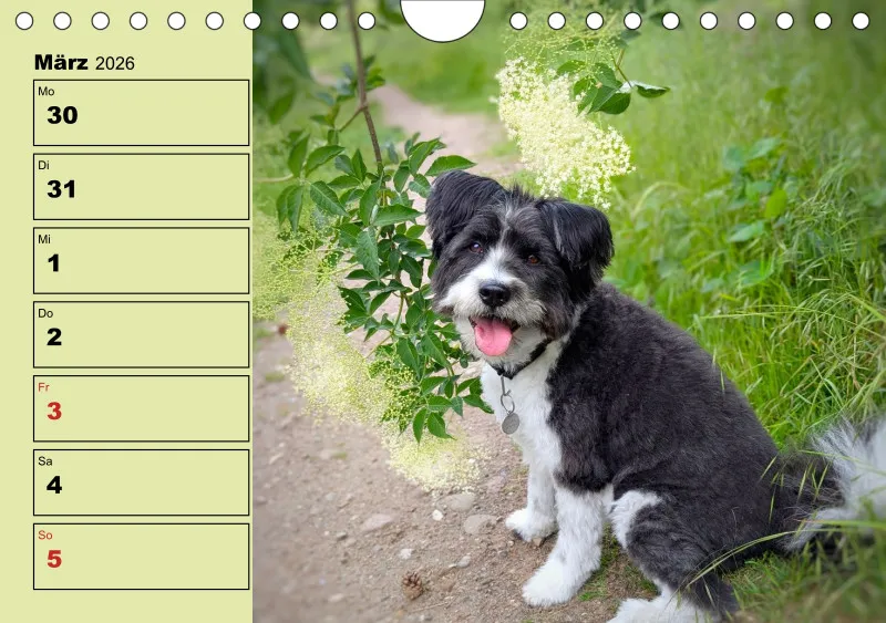 Hunde-Wochenkalender 2026 A5