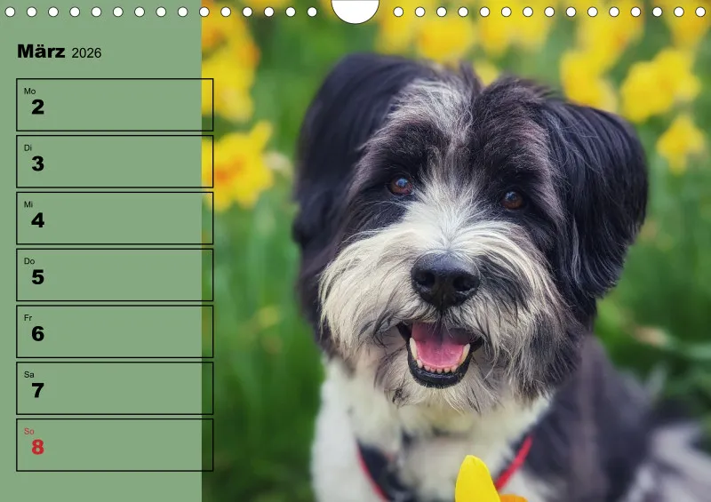 Hunde-Wochenkalender 2026 A4