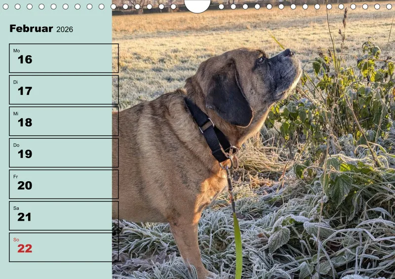 Hunde-Wochenkalender 2026 A4