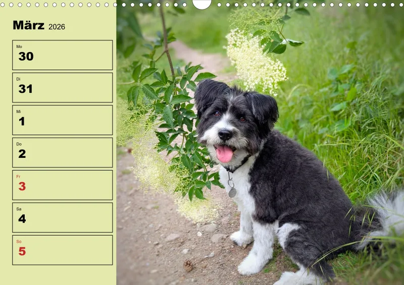 Hunde-Wochenkalender 2026 A3