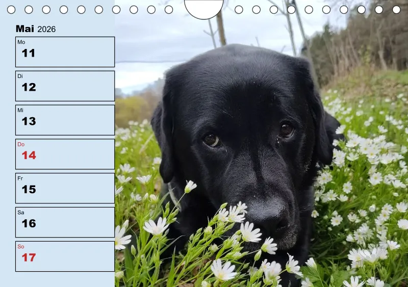 Hunde-Wochenkalender 2026 A5