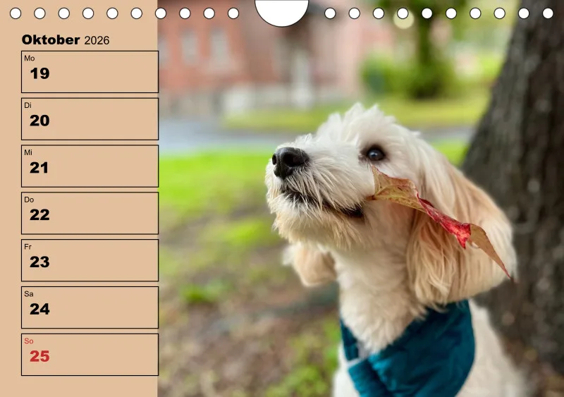 Hunde-Wochenkalender 2026 A5