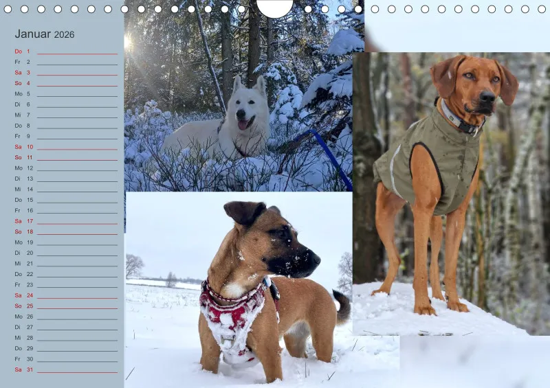 Hundekalender 2026 - DIN A4