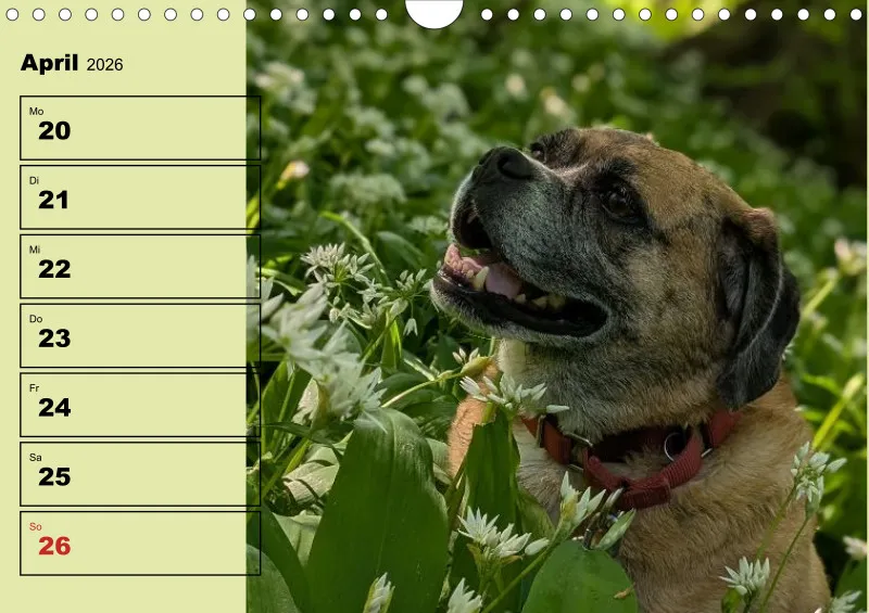 Hunde-Wochenkalender 2026 A4
