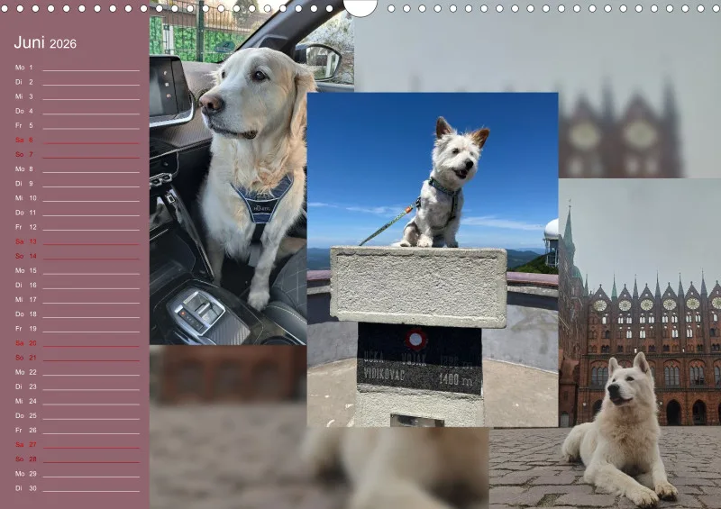 Hundekalender 2026 - DIN A3