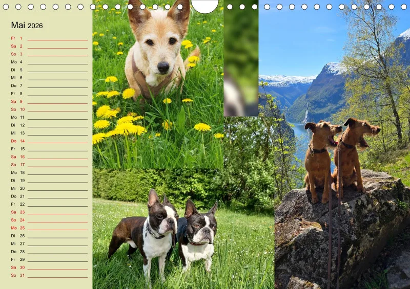 Hundekalender 2026 - DIN A4
