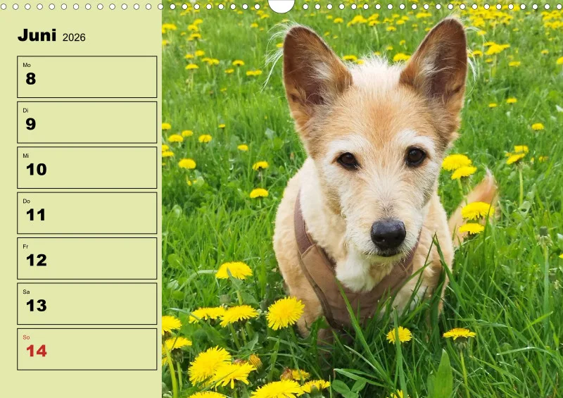 Hunde-Wochenkalender 2026 A3